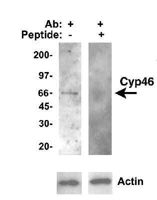 Western Blot: CYP46A1 Antibody [NB400-140]