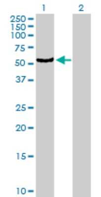 Western Blot: CYP4B1 Antibody [H00001580-B01P]