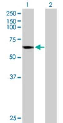 Western Blot: CYP4B1 Antibody [H00001580-D01P]