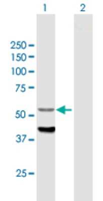 Western Blot: CYP4F12 Antibody [H00066002-B01P]