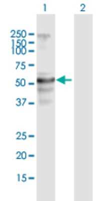 Western Blot: CYP4F22 Antibody [H00126410-B01P]