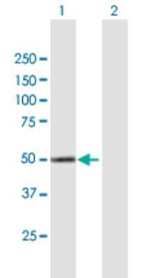 Western Blot: CYP4X1 Antibody [H00260293-B01P]