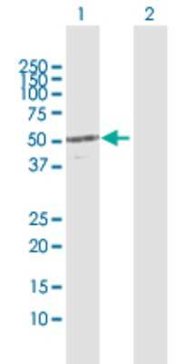 Western Blot: CYP4X1 Antibody [H00260293-D01P]