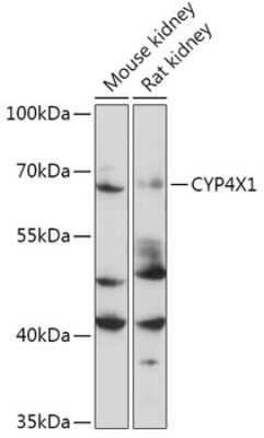 Western Blot: CYP4X1 AntibodyAzide and BSA Free [NBP2-92388]