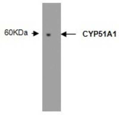 Western Blot: CYP51A1 Antibody (N6-P2H5*G8)BSA Free [NBP2-50216]