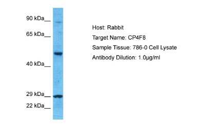 Western Blot: CYPIVF8 Antibody [NBP2-83993]