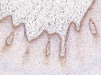 Immunohistochemistry-Paraffin: CYREN Antibody [NBP2-98664]