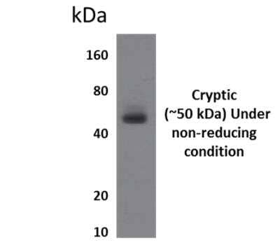 Western Blot: CYRPTIC/CFC1 Antibody (MM0205-8D12)Azide and BSA Free [NBP2-12209]