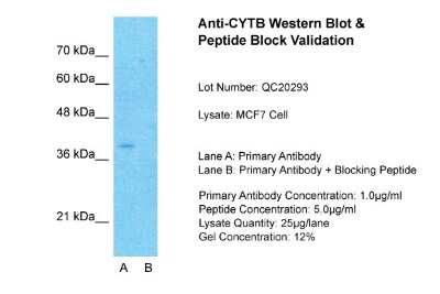 Western Blot: CYTB Antibody [NBP1-79340]