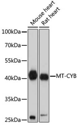 Western Blot: CYTB AntibodyAzide and BSA Free [NBP2-92639]