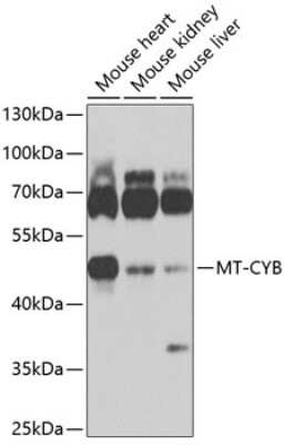 Western Blot: CYTB AntibodyBSA Free [NBP3-05590]