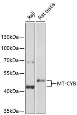 Western Blot: CYTB AntibodyBSA Free [NBP3-05590]