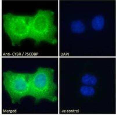 Immunofluorescence: CYTIP Antibody [NB100-1002]