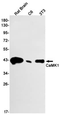 Western Blot: CaM Kinase I Antibody (S06-7C4) [NBP3-19540]