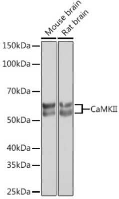 Western Blot: CaM Kinase II Antibody (9P2E2) [NBP3-15256]