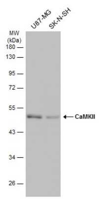 Western Blot: CaM Kinase II Antibody (GT4811) [NBP3-13508]