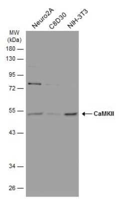 Western Blot: CaM Kinase II Antibody (GT4811) [NBP3-13508]