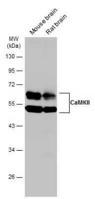 Western Blot: CaM Kinase II Antibody (GT4811) [NBP3-13508]