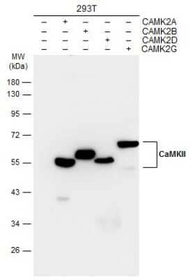 Western Blot: CaM Kinase II Antibody (GT4811) [NBP3-13508]