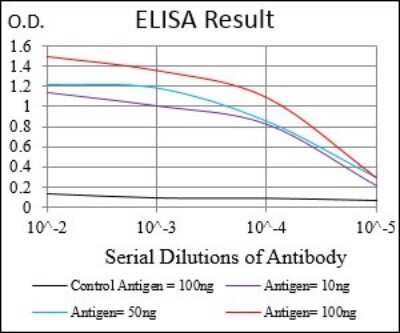 ELISA: CaM Kinase II gamma Antibody (6A4A10) - BSA Free [NBP2-37269]