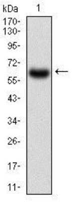 Western Blot: CaM Kinase II gamma Antibody (6A4A10)BSA Free [NBP2-37269]