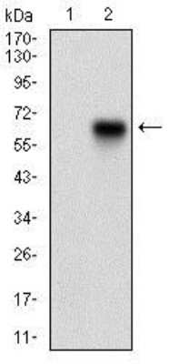 Western Blot: CaM Kinase II gamma Antibody (6A4A10)BSA Free [NBP2-37269]