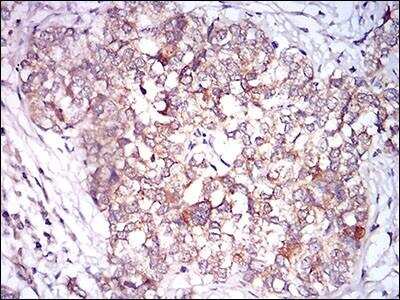 Immunohistochemistry-Paraffin: CaM Kinase II gamma Antibody (8G10C1) - BSA Free [NBP2-37262]