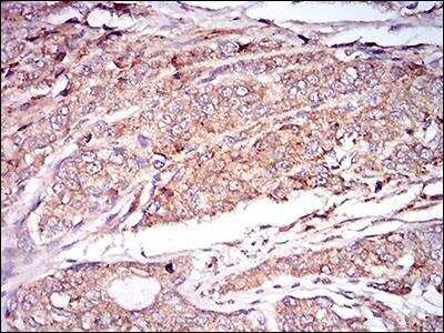 Immunohistochemistry-Paraffin: CaM Kinase II gamma Antibody (8G10C1) - BSA Free [NBP2-37262]