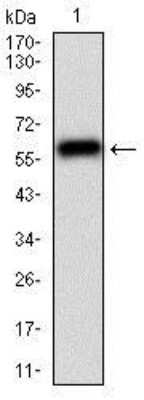 Western Blot: CaM Kinase II gamma Antibody (8G10C1)BSA Free [NBP2-37262]