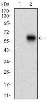 Western Blot: CaM Kinase II gamma Antibody (8G10C1)BSA Free [NBP2-37262]