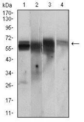 Western Blot: CaM Kinase II gamma Antibody (8G10C1)BSA Free [NBP2-37262]