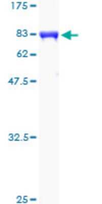 SDS-PAGE: Recombinant Human CaMKI gamma GST (N-Term) Protein [H00057172-P01]