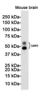 Western Blot: CaMKII beta Antibody (S05-9G5) [NBP3-19590]