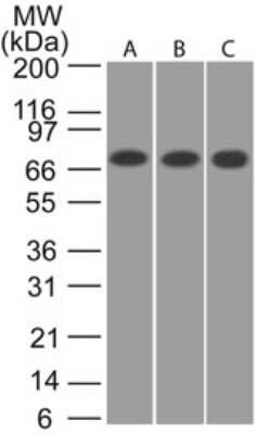 Western Blot: CaMKII beta Antibody [NB120-22131]