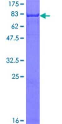 SDS-PAGE: Recombinant Human CaMKII beta GST (N-Term) Protein [H00000816-P01]