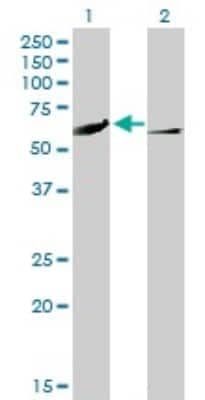 Western Blot: CaMKIV Antibody (1A3) [H00000814-M01]