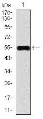Western Blot: CaMKIV Antibody (8C5B8)BSA Free [NBP2-37428]