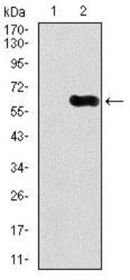 Western Blot: CaMKIV Antibody (8C5B8)BSA Free [NBP2-37428]