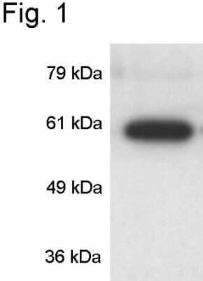 Western Blot: CaMKIV Antibody [NB120-3557]