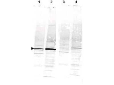 Western Blot: CaMKIV Antibody [NBP1-78002]