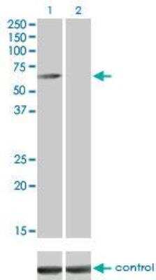 Western Blot: CaMKK alpha Antibody (1F6) [H00084254-M01]