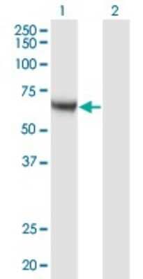 Western Blot: CaMKK alpha Antibody (4A11) [H00084254-M04]