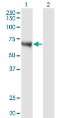 Western Blot: CaMKK alpha Antibody (4B4) [H00084254-M02]