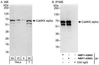 Western Blot: CaMKK alpha Antibody [NBP1-42683]