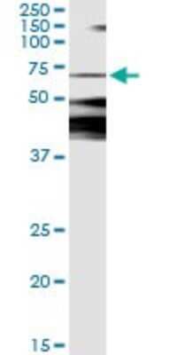 Immunoprecipitation: CaMKK2 Antibody (1A11) [H00010645-M01]