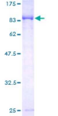 SDS-PAGE: Recombinant Human CaMKV GST (N-Term) Protein [H00079012-P01]