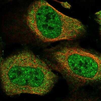 Immunocytochemistry/ Immunofluorescence: Cactin Antibody [NBP1-86678]