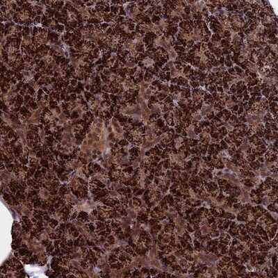 Immunohistochemistry-Paraffin: Cactin Antibody [NBP1-86678]