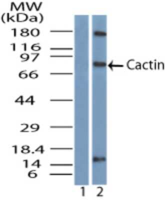 Western Blot: Cactin Antibody [NBP1-70775]