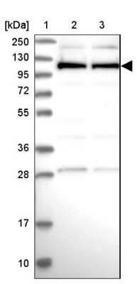 Western Blot: Cactin Antibody [NBP1-86678]